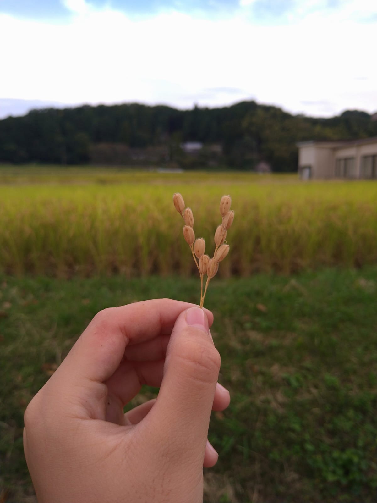 東条地域の田園風景